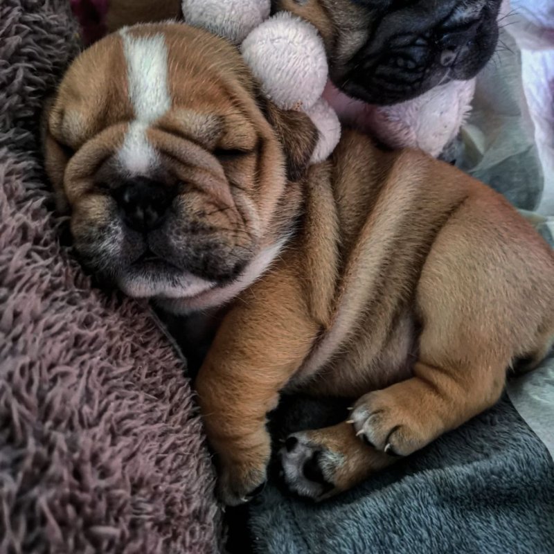 english bulldog....jpg