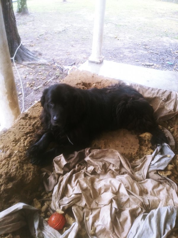 Mia the Newfoundland Looking for a New Home