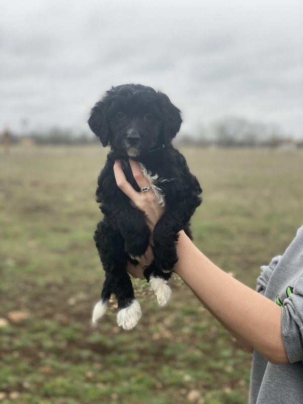 Blue Collar Lilly Pup.jpg