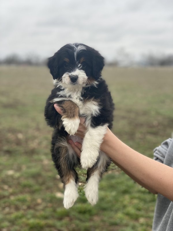 Dark Blue Collar Lilly Pup.jpg