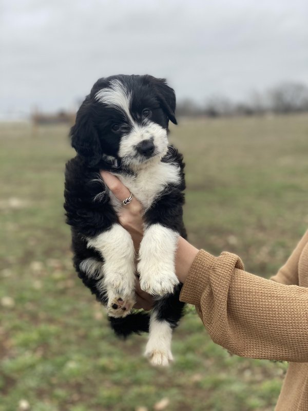 Grey Collar Lilly Pup.jpg