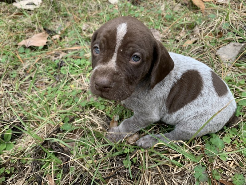 Bandit (M).JPG