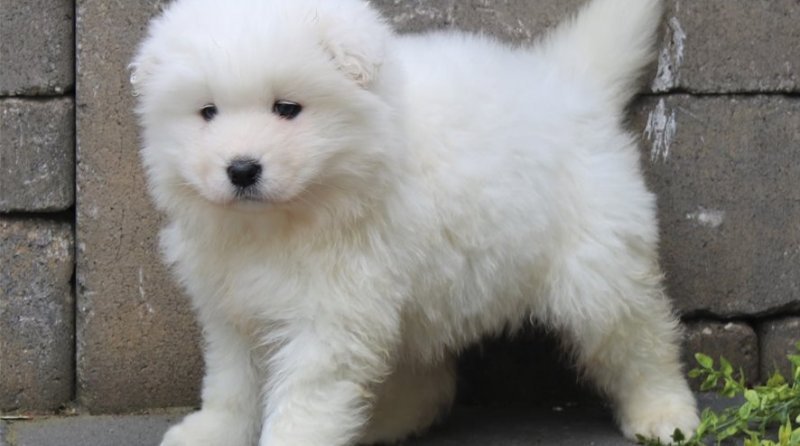 samoyed-puppy-picture-17b9c27a-89e5-484a-af36-28460213c895.jpg