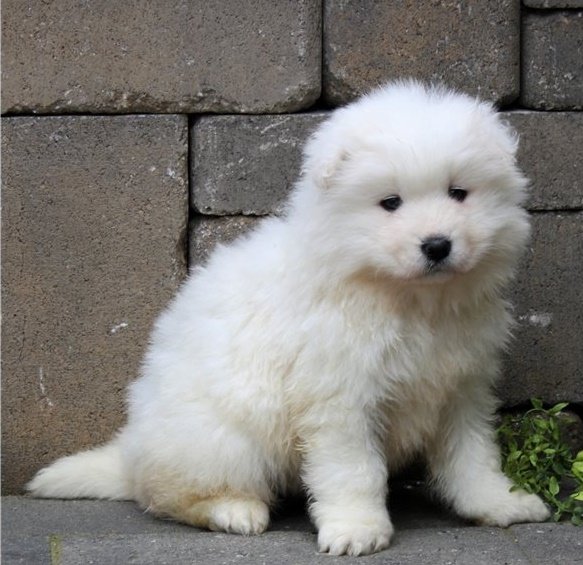 samoyed-puppy-picture-58c624a1-ee29-4782-a1a4-ad61e04cf9ef.jpg