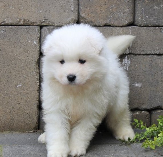 samoyed-puppy-picture-bf33e9b6-7b72-4257-bf6e-43ef04820740.jpg