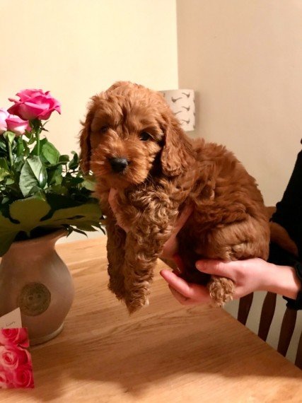 golden-cockapoo-puppies-with-kc-registered-parents-602c0e334fe06.jpg