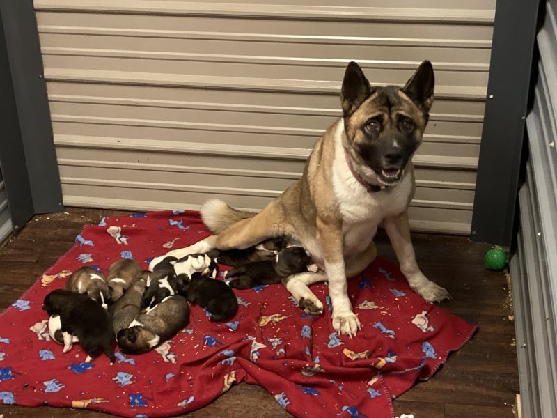 Khloe & puppies 1 week.JPG