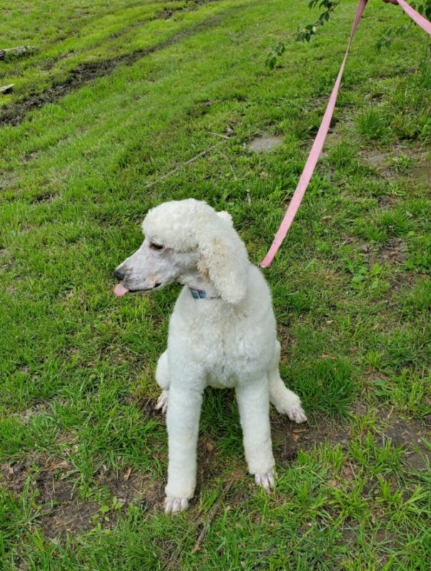 Bentley sitting.jpg