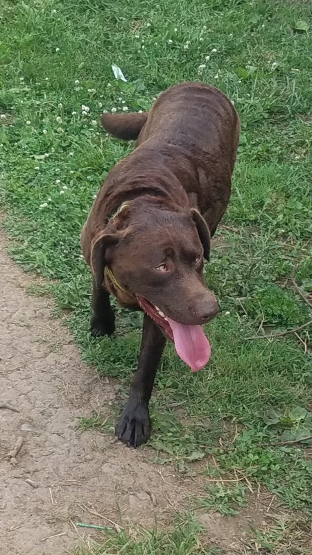 Cocoa in corral.jpg