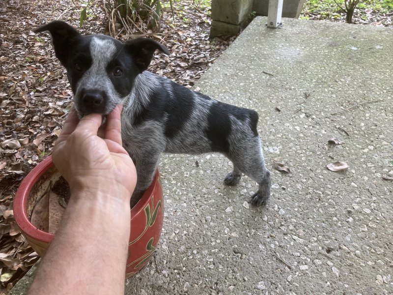 Puppy 1.jpg