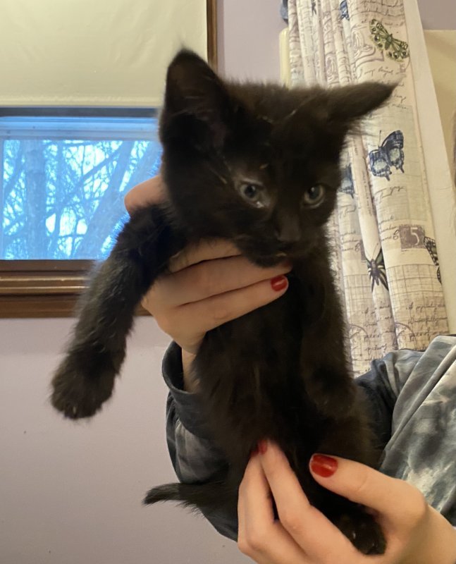 10Week Old Kittens Ready for a Home!