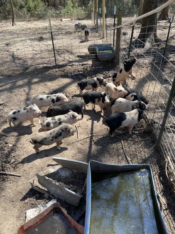 Pot Belly Pigs for Sale