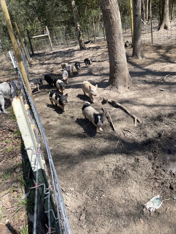 Pot Belly Pigs for Sale