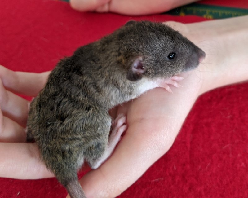 dumbo_rex_agouti_male.jpg
