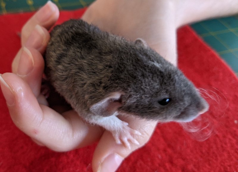 dumbo_rex_agouti_female.jpg