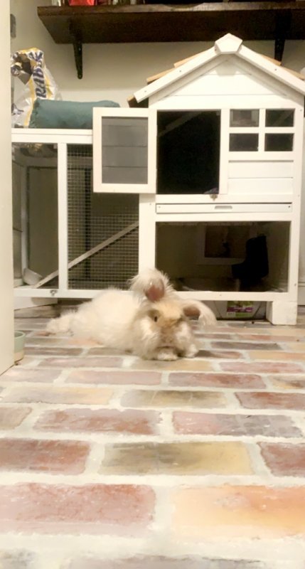 bunny2.jpg