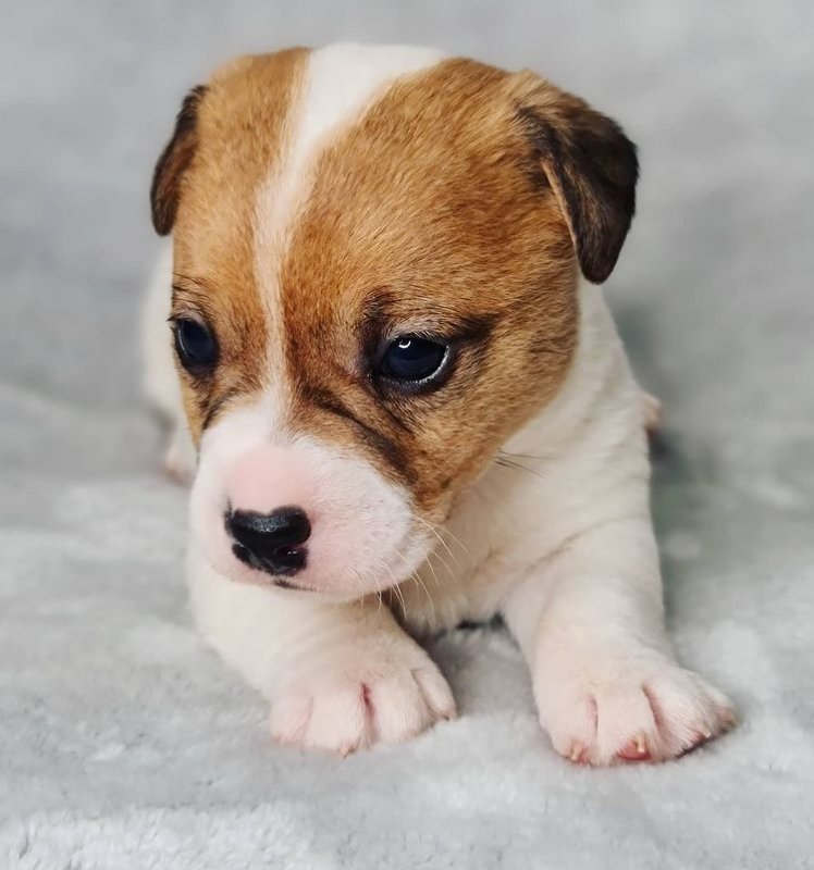Cute Jack Russell Puppy for Sale