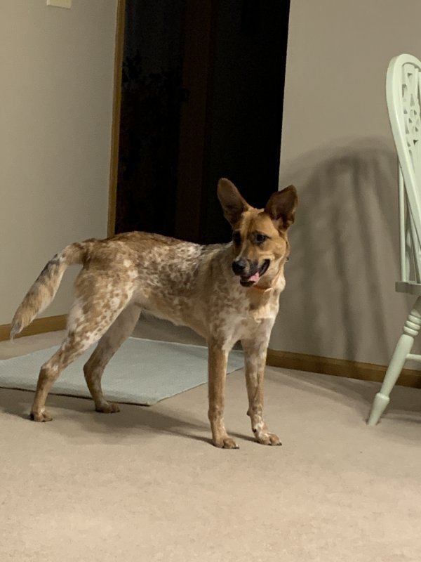 image.jpg