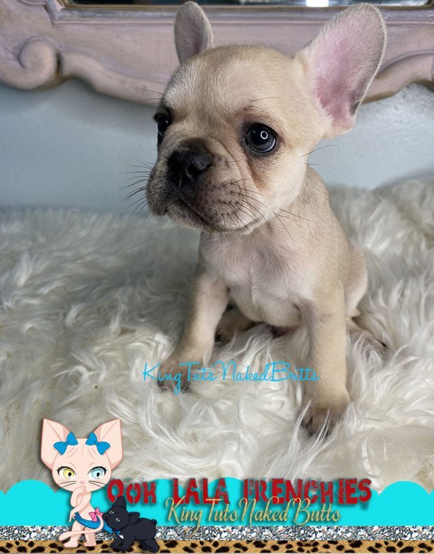Frenchi  French Bulldog male - Max -2a.jpg