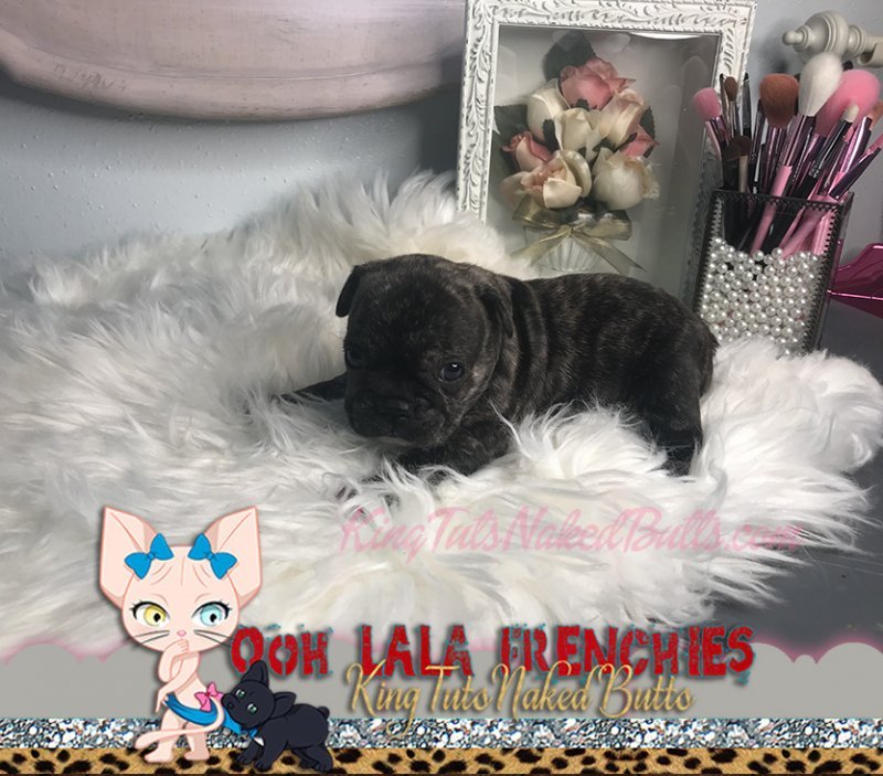 French Bulldog Puppy - FeMale -Pepper - 1c.jpg