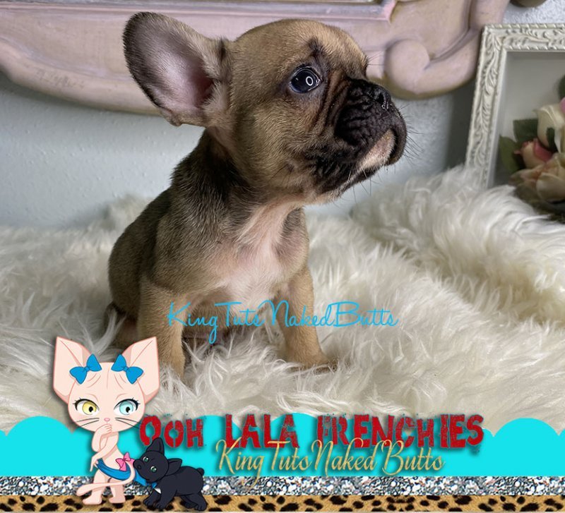 French Bulldog Puppy - Male - Gizmo - 2e.jpg