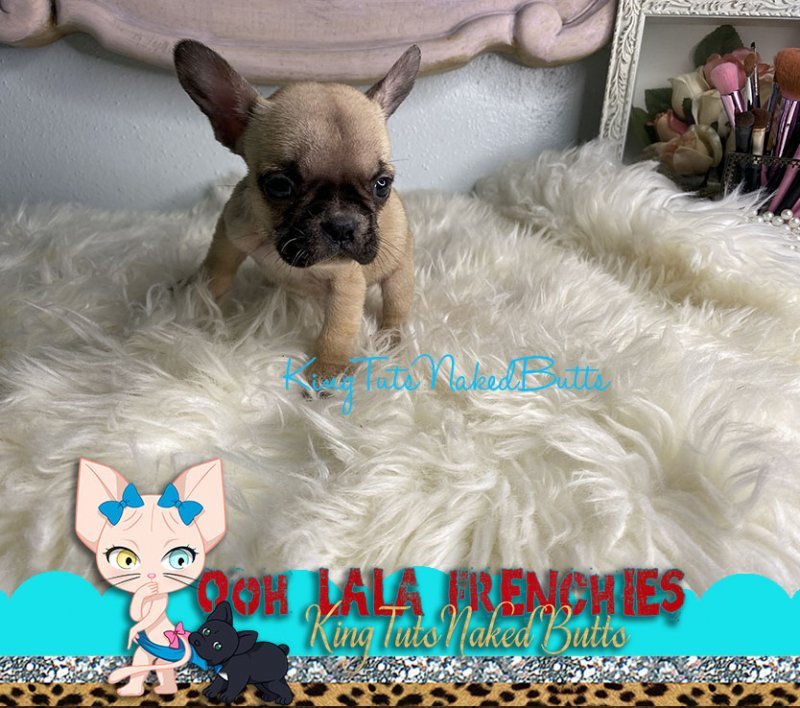 French Bulldog Puppy - FeMale - Lolly - 2f.jpg