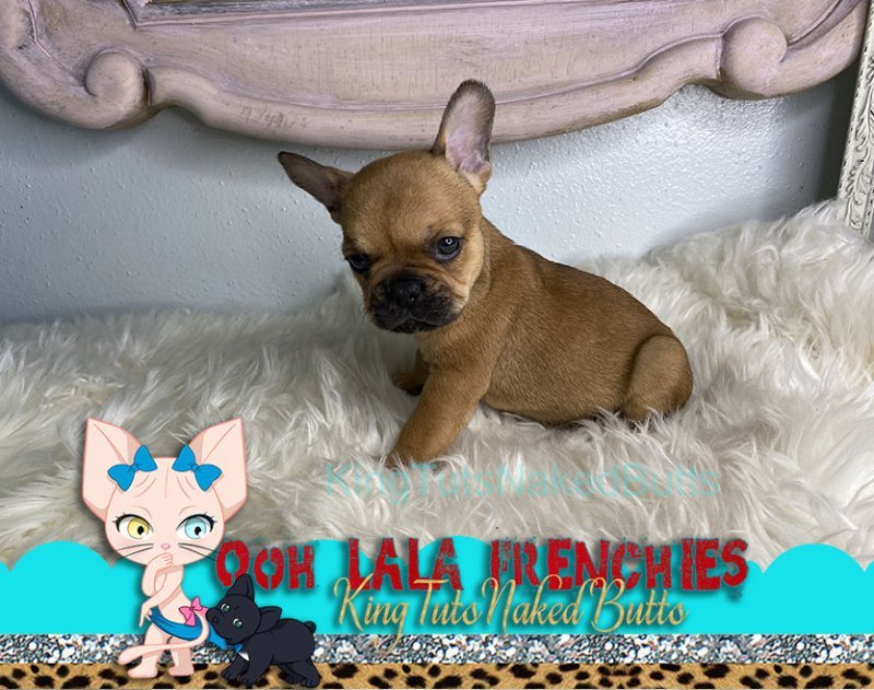 French Bulldog - Red -  KingTutsNakedButts - 1b.jpg