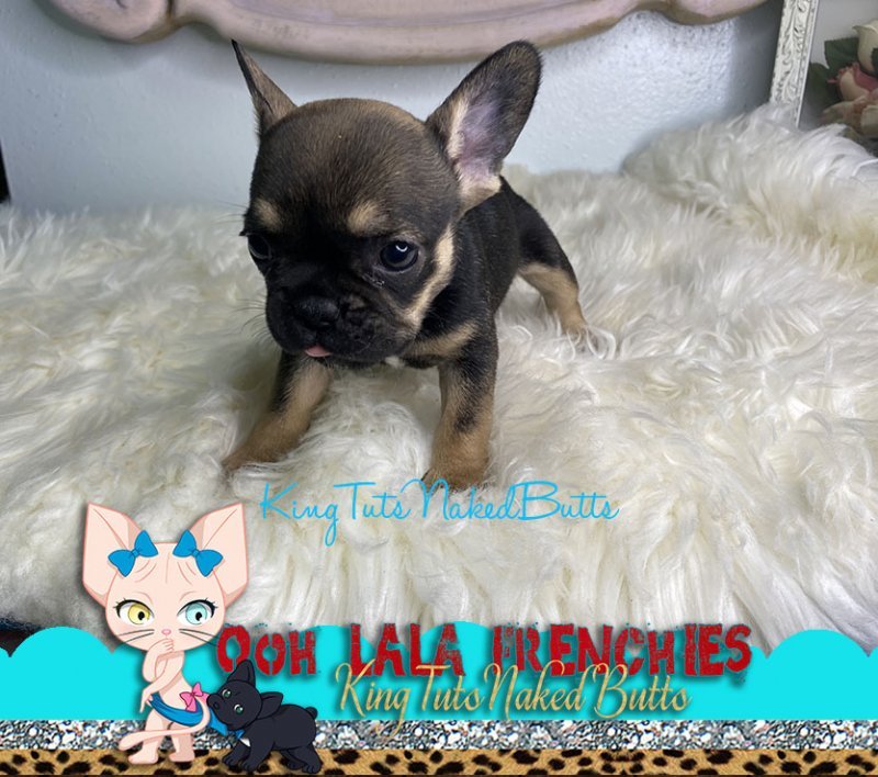 French Bulldog Puppy - FeMale - Remi 1f.jpg