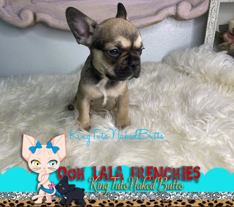 French Bulldog Puppy - Male - Ziggy 1f.jpg