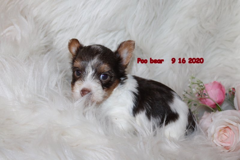 poo bear91620202.jpg