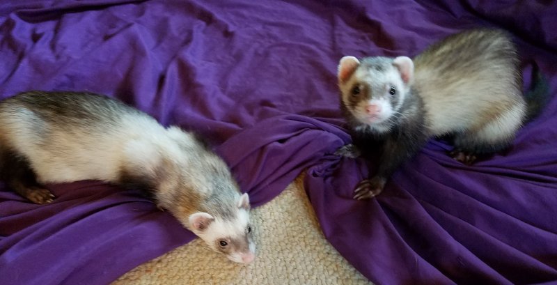 ferrets.jpg