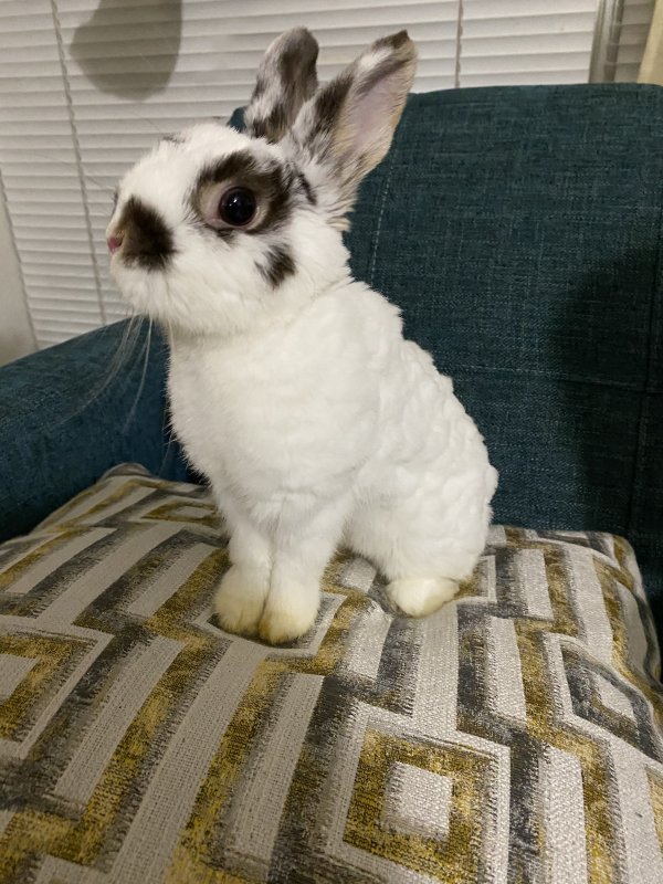 Neitherland Dwarf Rabbit