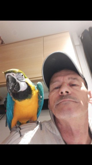 blue-and-gold-macaw-for-sale-604d109fe6505.jpg