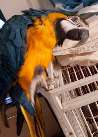 blue-and-gold-macaw-for-sale-60461ba5c5f39 (1).jpg