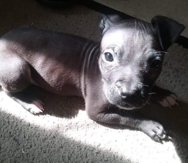 pit puppy.jpg