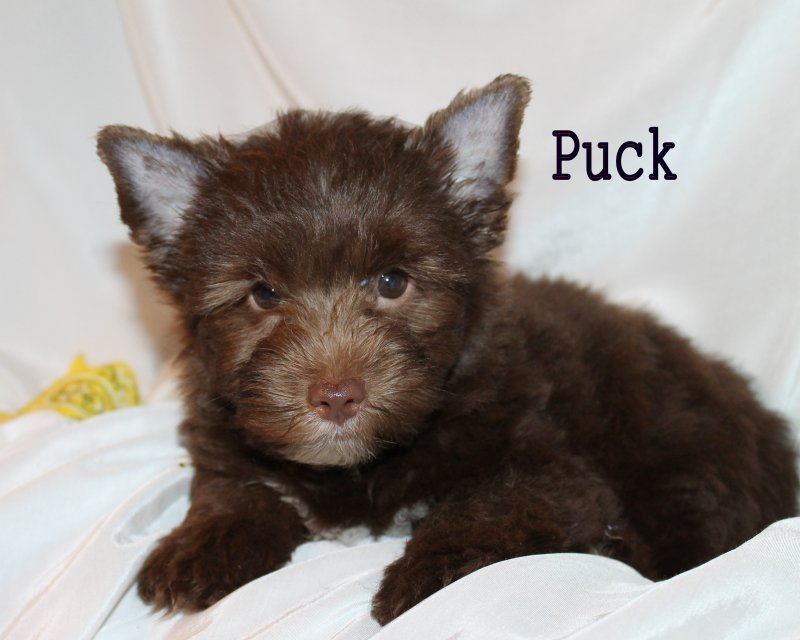 puck good.jpg