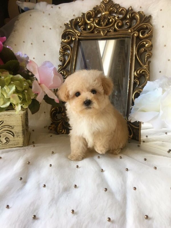 Mini Teddy bear poodle puppies.jpg