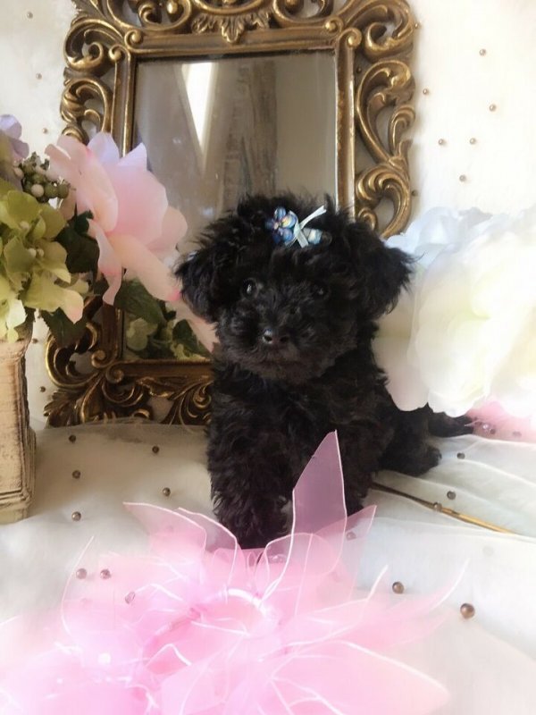 Mini Teddy bear poodle puppies1.jpg