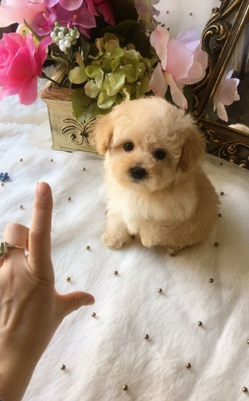 Mini Teddy bear poodle puppies2.jpg