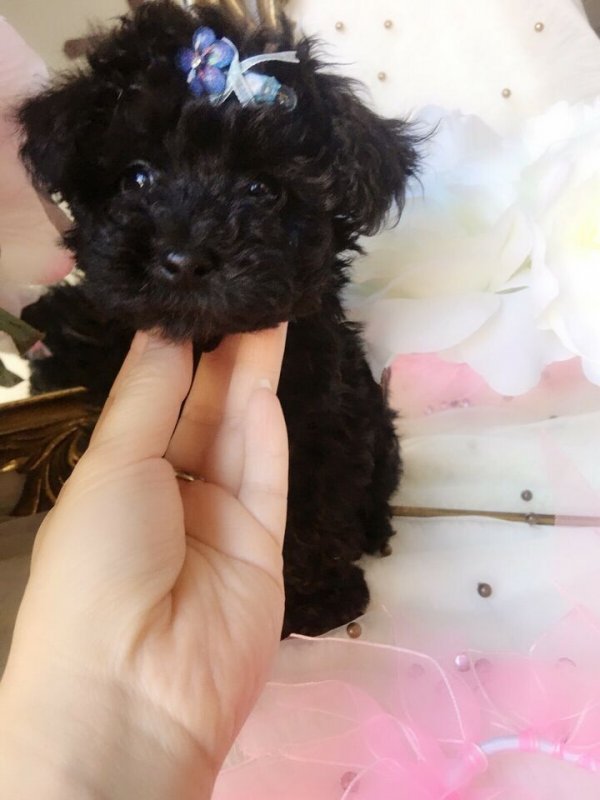 Mini Teddy bear poodle puppies3.jpg
