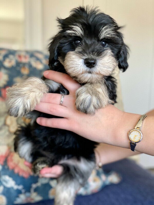 Stunning Schnoodle babies!.jpg