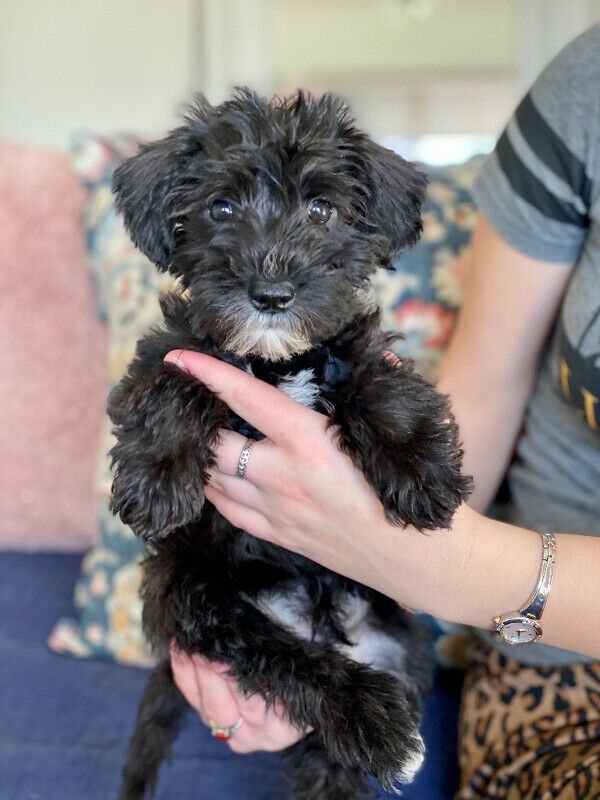 Stunning Schnoodle babies!1.jpg