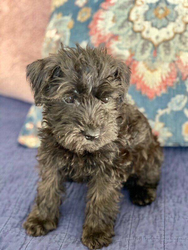 Stunning Schnoodle babies!2.jpg