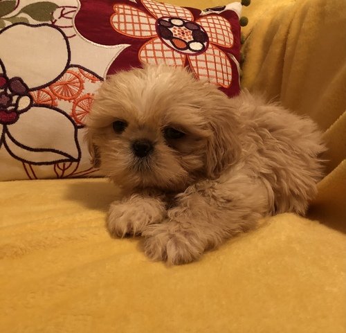 Marly - male3.jpg