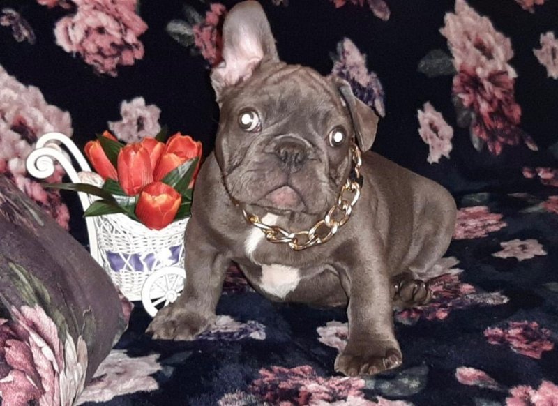 Mini French Bulldog Puppies for Sale (NY/NJ)