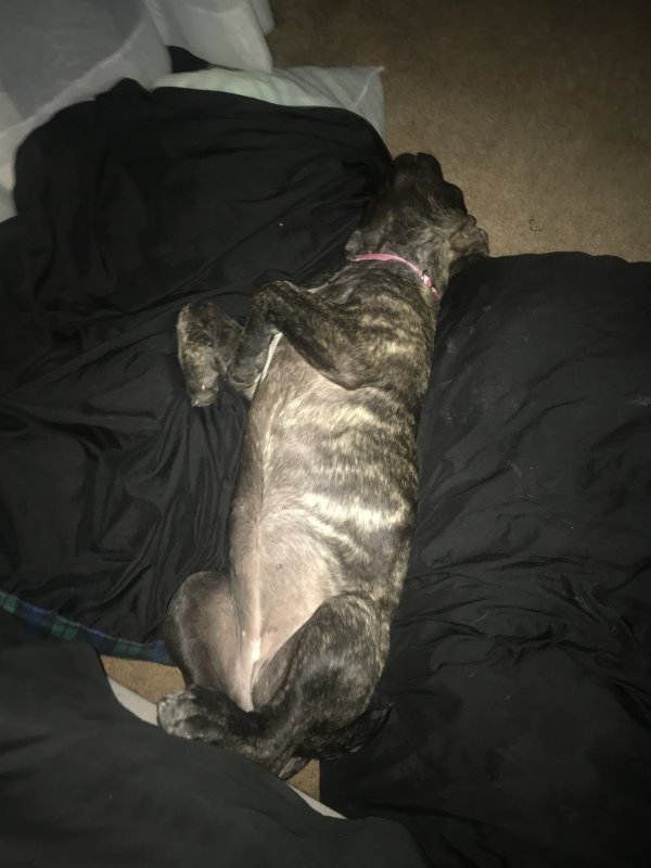 5 Month Old Cane Corso Puppy for Sale