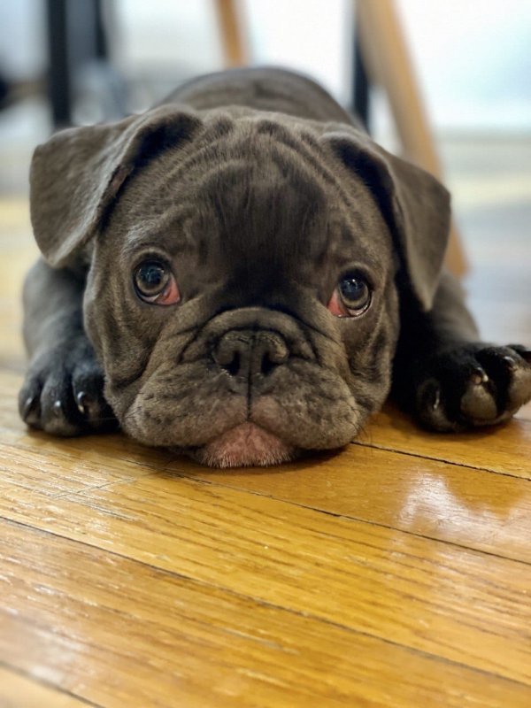 Mini French Bulldog Puppies for Sale (NY/NJ)