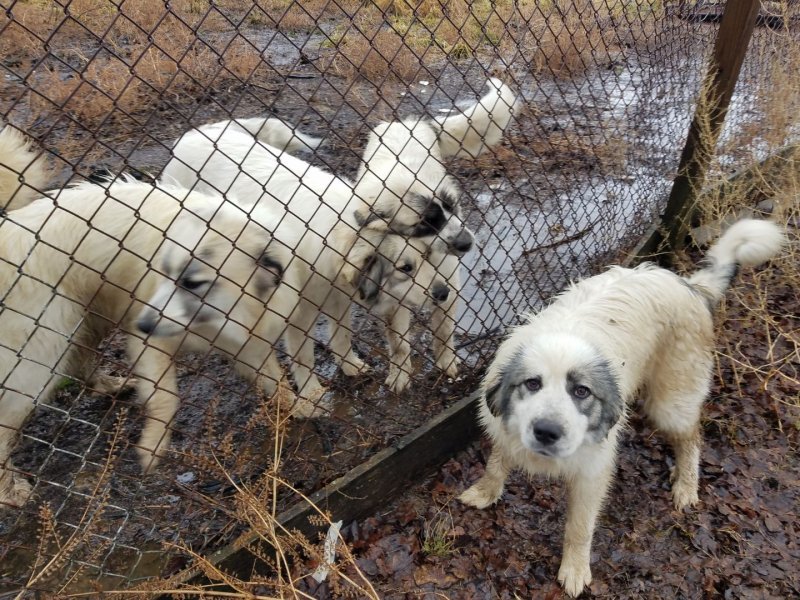 Great Pyrenees Akbash 2.jpeg