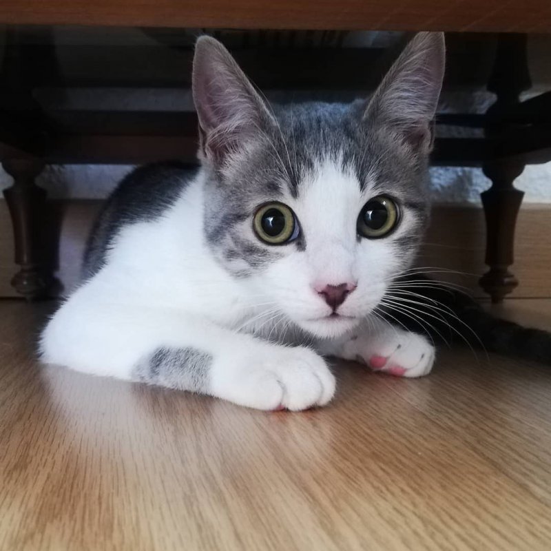 Fenix Kitten 2.jpg Fenix Kitten 2.jpg