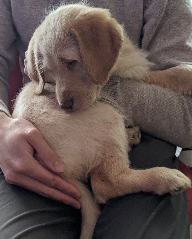 dog1.jpg